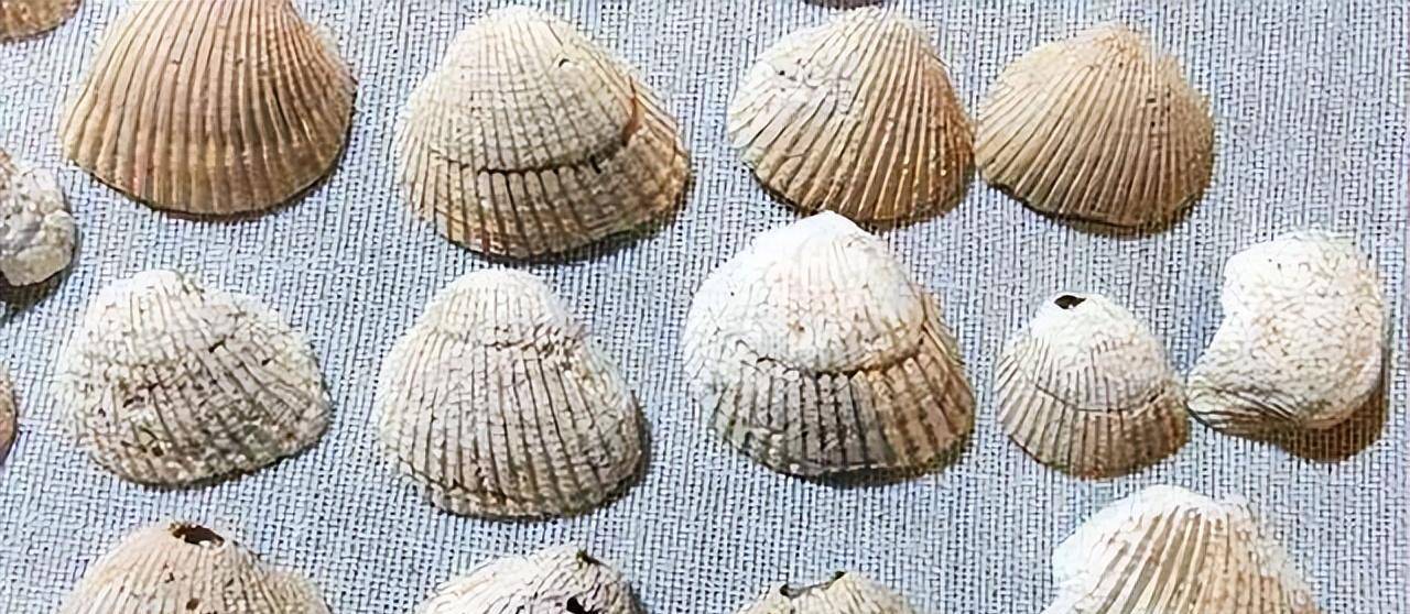 古代用贝壳做货币<strong></p>
<p>捡币</strong>，为什么穷人不捡贝壳致富？想法太天真了