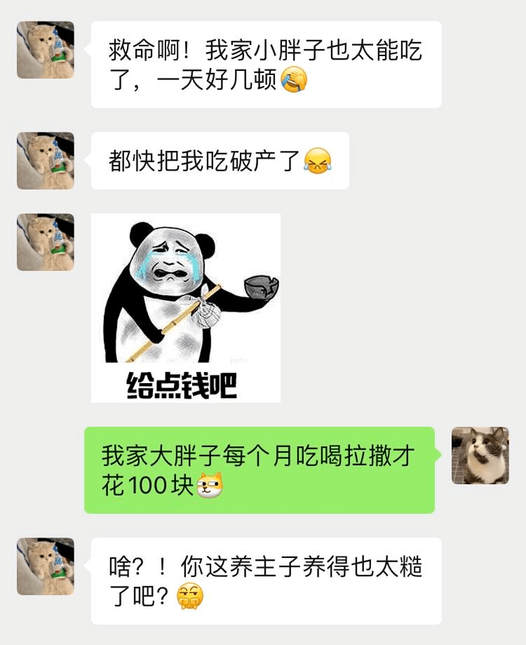 养猫一年要花多少钱?