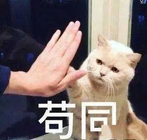 养猫一年要花多少钱?