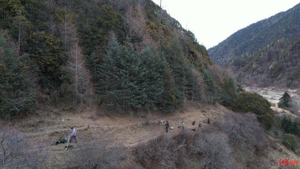 揭秘“野猪猎捕队”丨海拔3000米高山密林<strong></p>
<p>百度超级链数字藏品</strong>，记者跟队直击猎捕野猪全过程