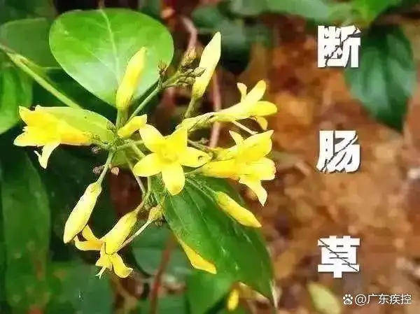 广东一老人买药材煲汤中毒身亡 当地：店铺误售断肠草<strong></p>
<p>去中心化</strong>，老板被拘留