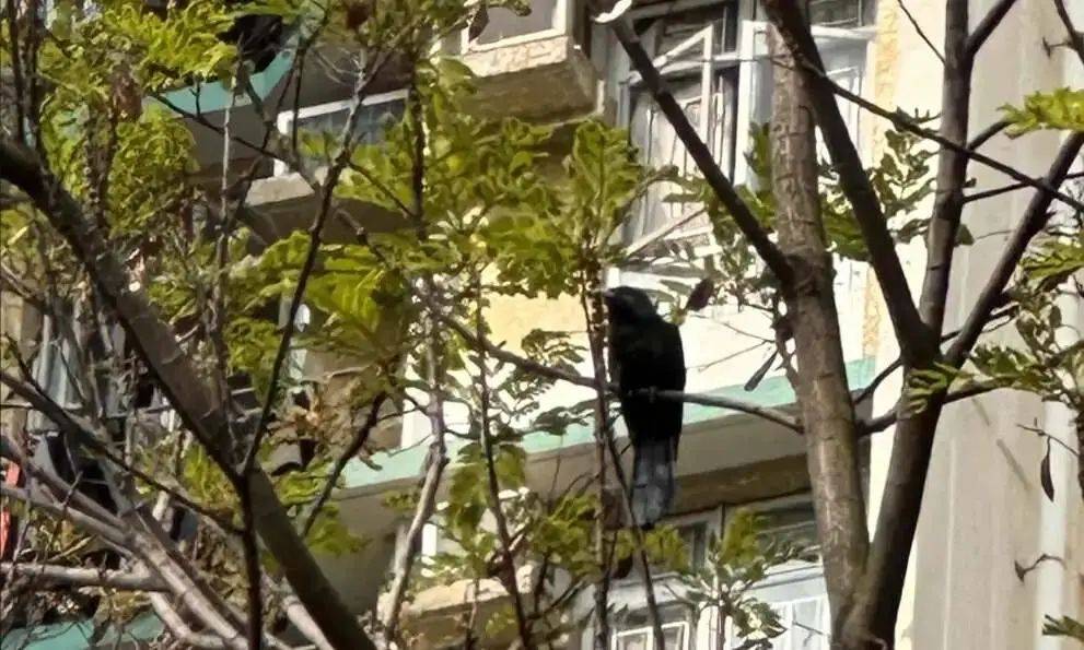 “周末想睡个懒觉都不行”<strong></p>
<p>房产证</strong>，有多少深圳人被这种鸟吵到神经衰弱