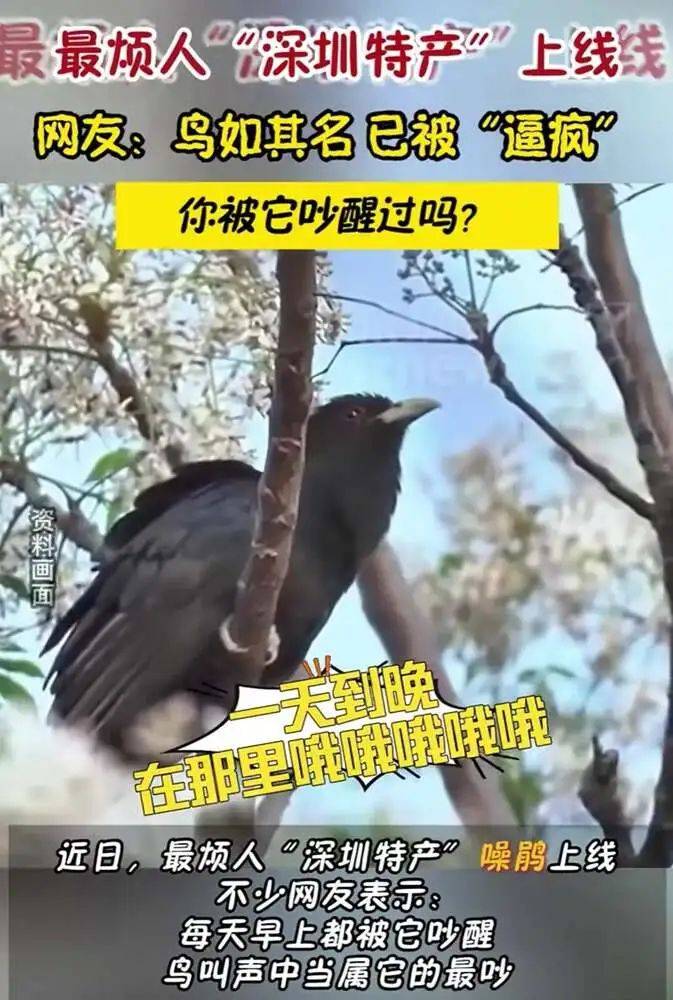 “周末想睡个懒觉都不行”<strong></p>
<p>房产证</strong>，有多少深圳人被这种鸟吵到神经衰弱
