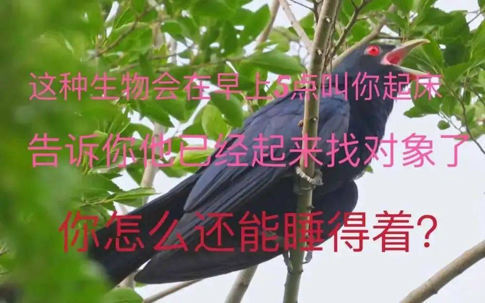 “周末想睡个懒觉都不行”<strong></p>
<p>房产证</strong>，有多少深圳人被这种鸟吵到神经衰弱