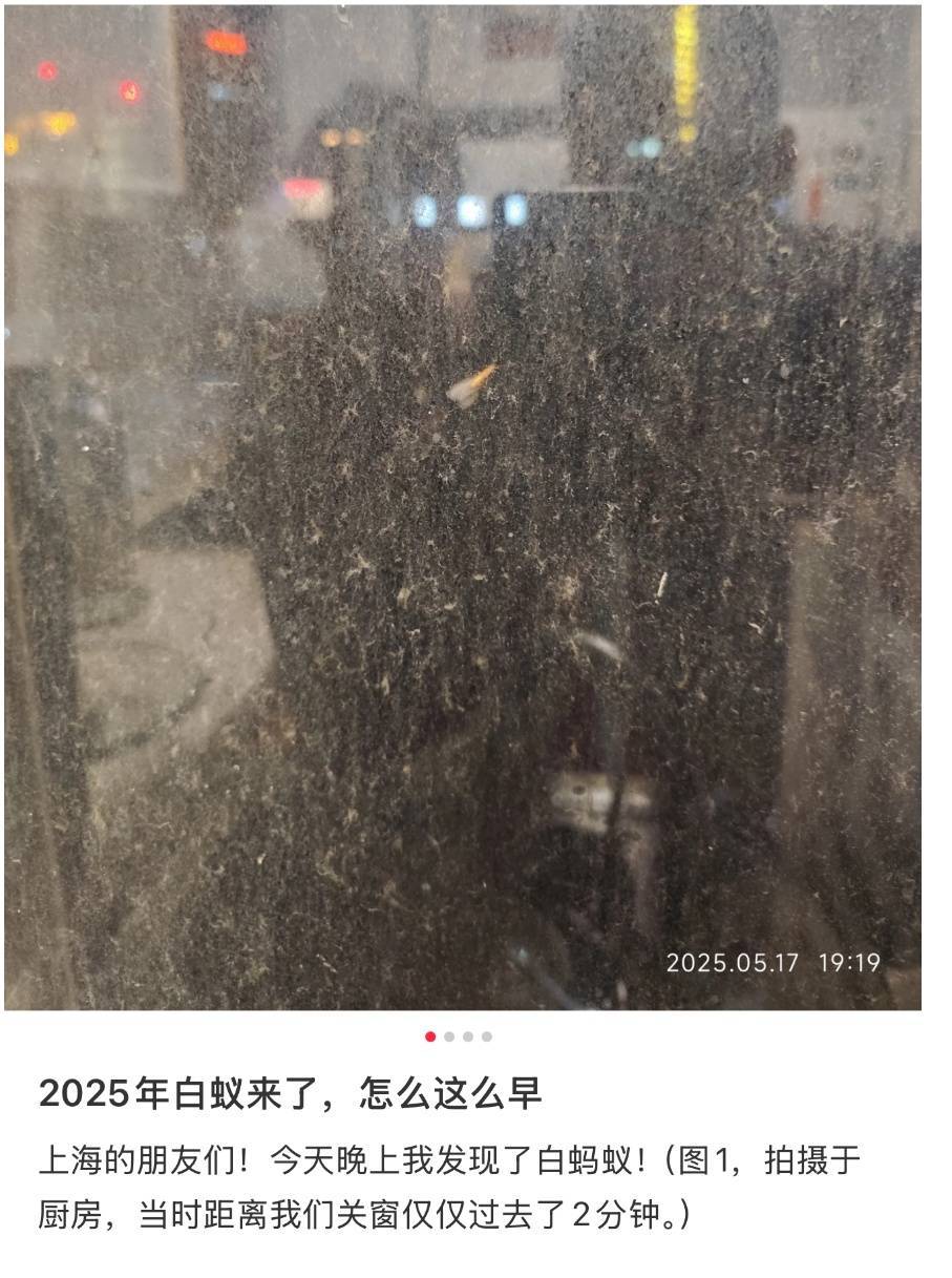 紧急提醒：瞬间爆发！上海市民崩溃：密密麻麻<strong></p>
<p>剧本</strong>，蠕蠕爬行...“梧桐区”已开始战斗，白蚁或提前分飞