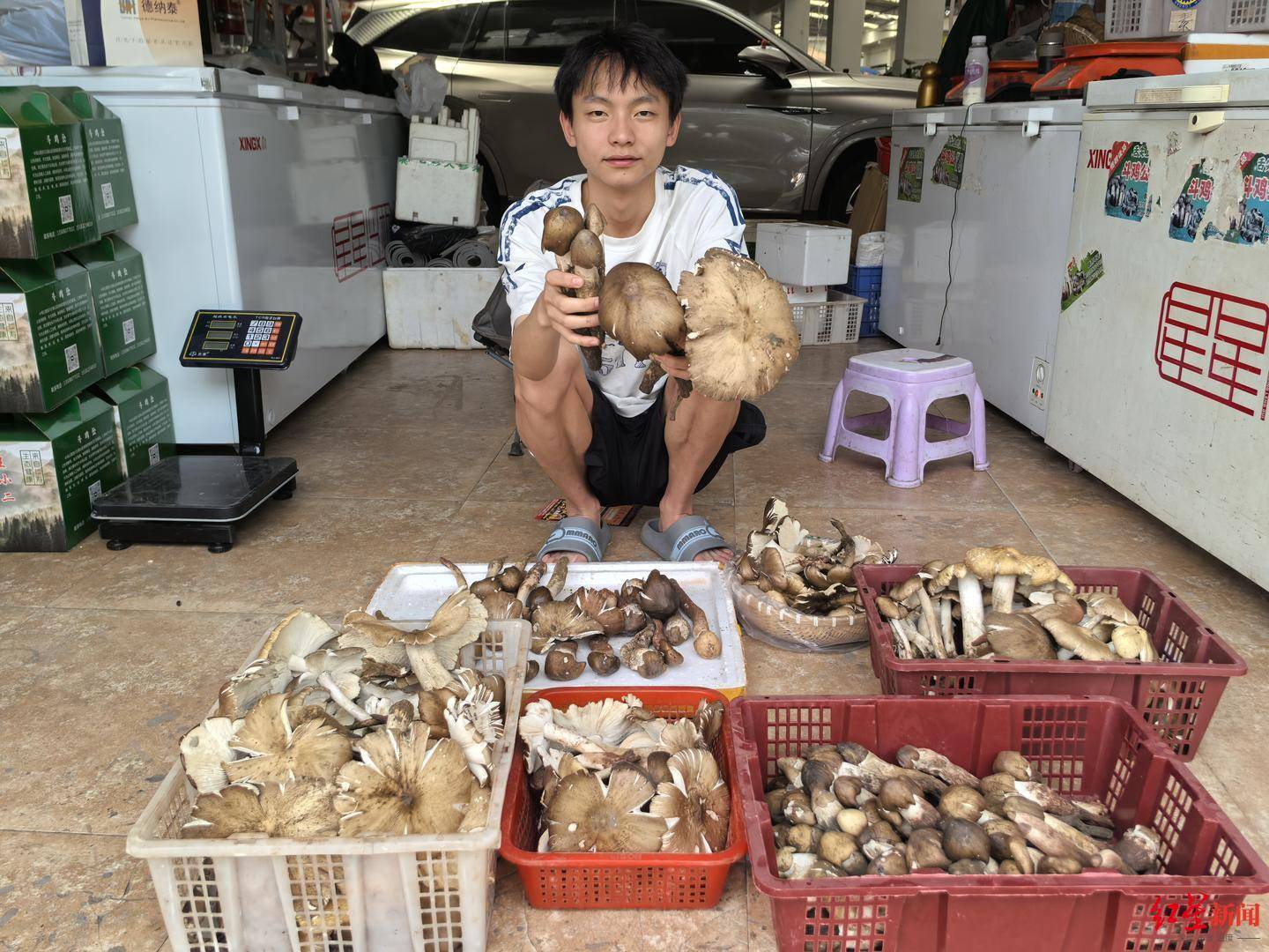 “天价”鸡枞调查：最贵卖到1800元/公斤！雨水少致产量低<strong></p>
<p>美国</strong>，多地价高客少