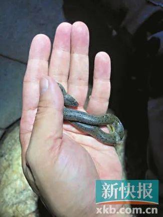 广州已进入蛇伤高发季节<strong></p>
<p>宫廷</strong>，保命锦囊→