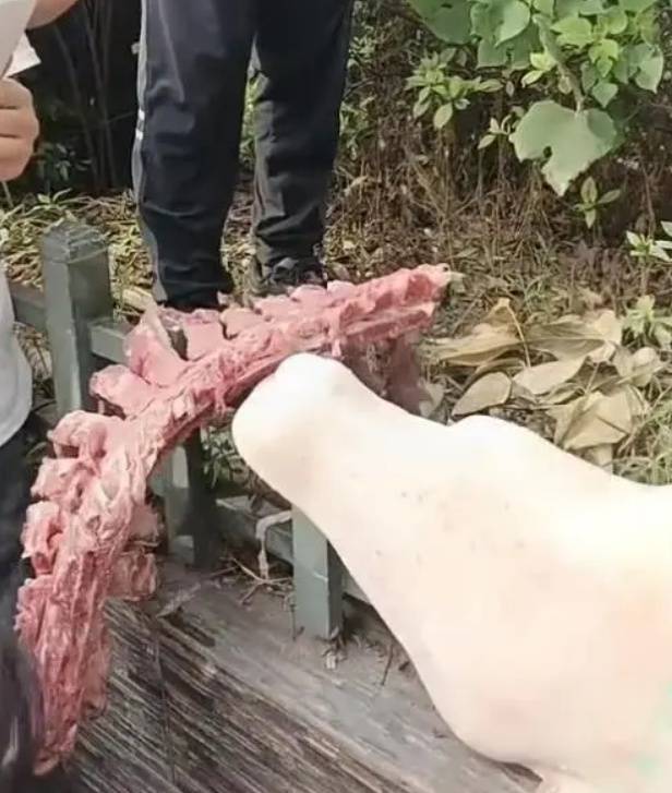 四川自贡一小学被曝使用发臭猪肉<strong></p>
<p>老白干</strong>，官方通报：已封存，正在检测