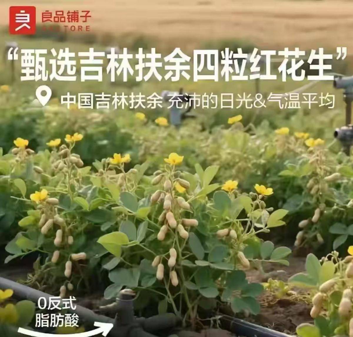 良品铺子的花生“长在树上”<strong></p>
<p>波卡币行情</strong>，不只是没常识