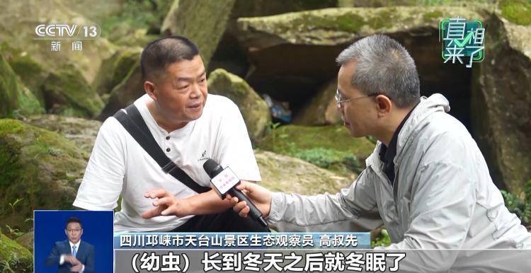 网传萤火虫濒临灭绝<strong></p>
<p>非小号行情</strong>，是真的吗？