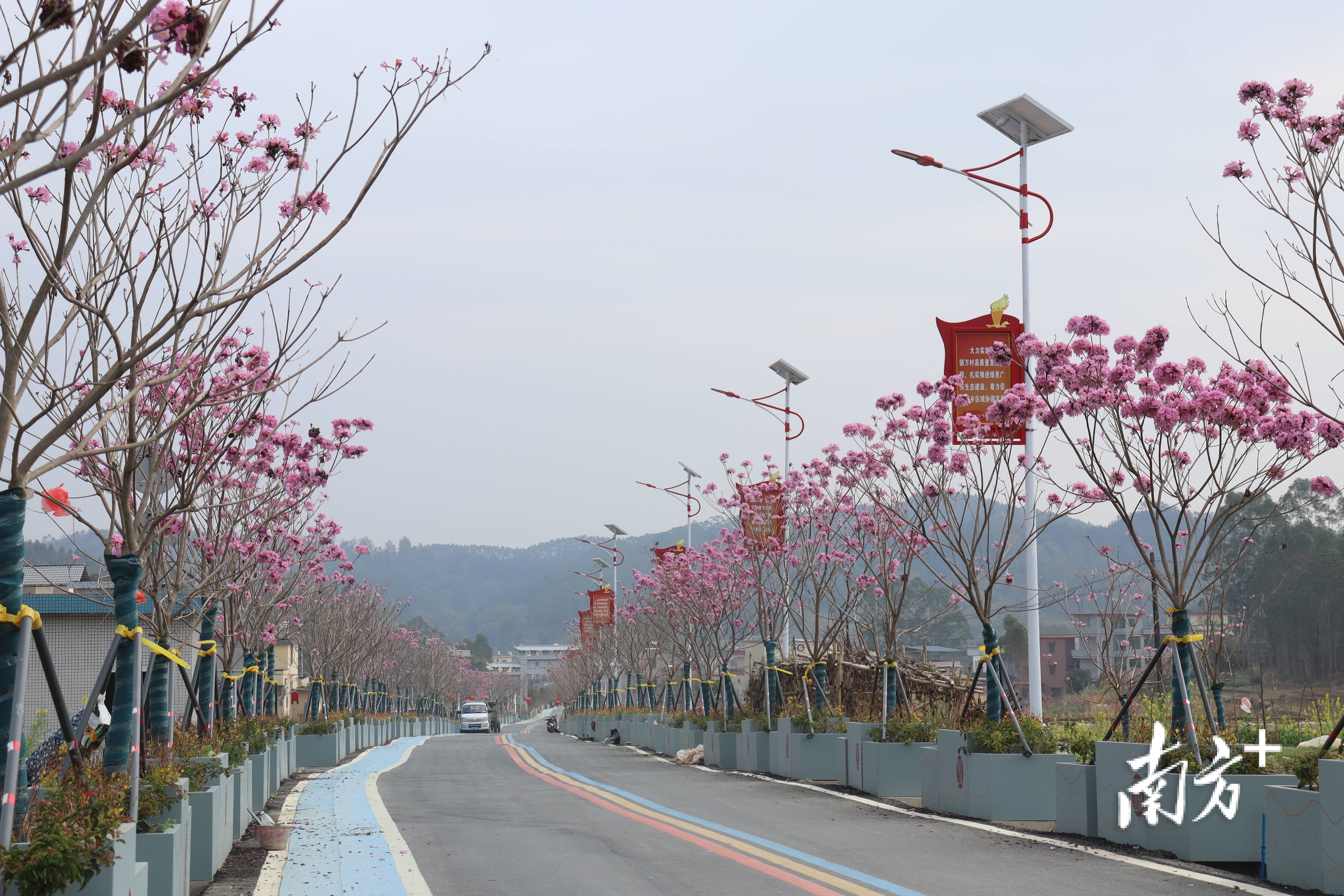 “外来媳妇”谭焕贞五年深耕<strong></p>
<p>加密货币</strong>，佛冈高岗宝山村换新貌