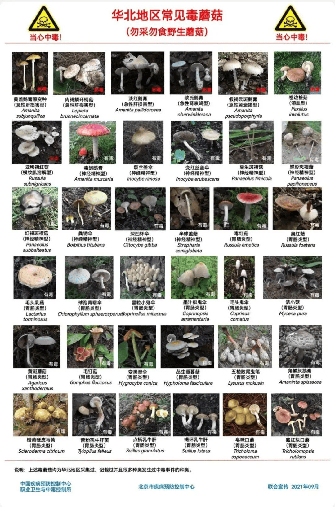 网红发文悼念婆婆：吃了邻居送的蘑菇中毒<strong></p>
<p>加密数字货币</strong>，抢救四天四夜死亡！这些蘑菇避毒原则可能是陷阱→