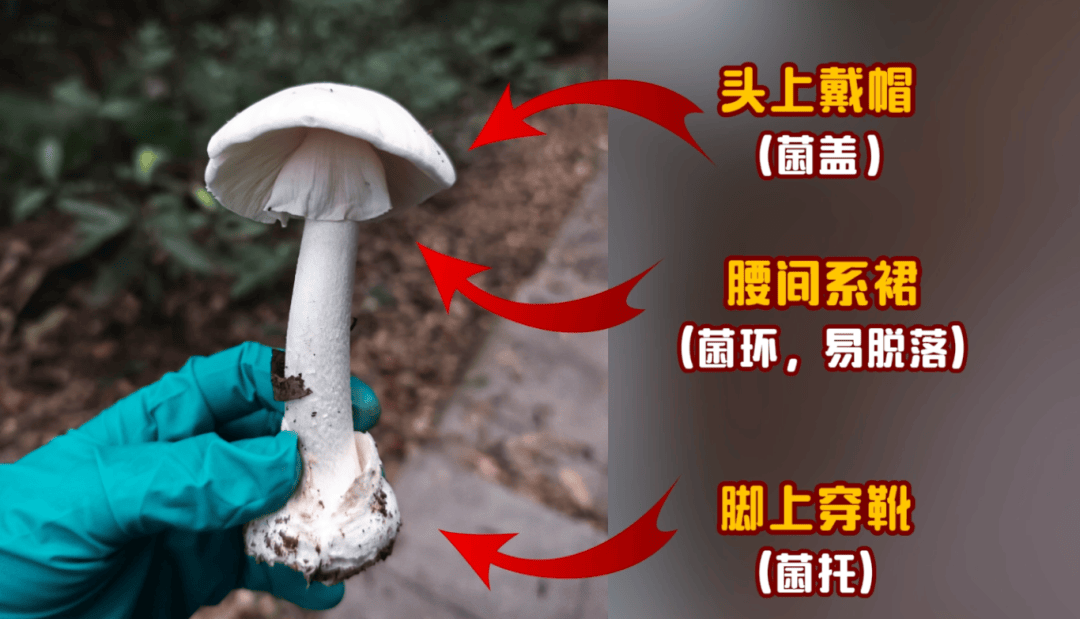 网红发文悼念婆婆：吃了邻居送的蘑菇中毒<strong></p>
<p>加密数字货币</strong>，抢救四天四夜死亡！这些蘑菇避毒原则可能是陷阱→