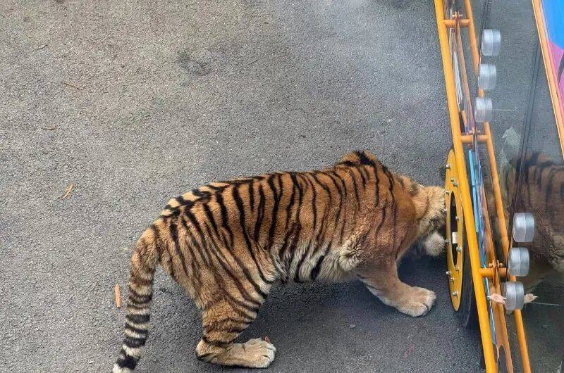 动物园观光车压碎老虎下巴<strong></p>
<p>加密货币概念股</strong>？园方：初步检查未发现重大伤情