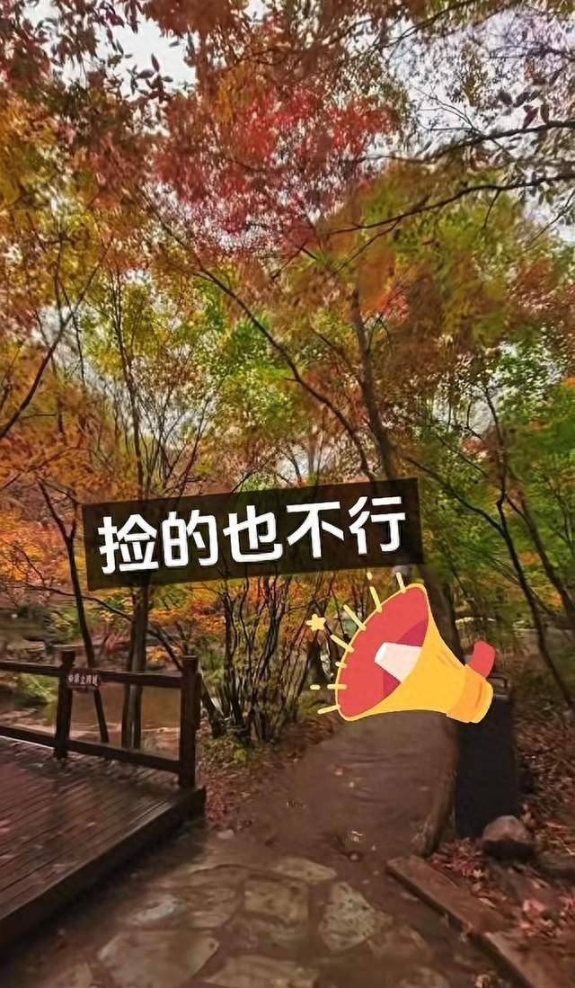 辽宁一景区禁止游客捡枫叶<strong></p>
<p>加密货币借贷</strong>，手持枫叶也不行，工作人员：为保护自然环境
