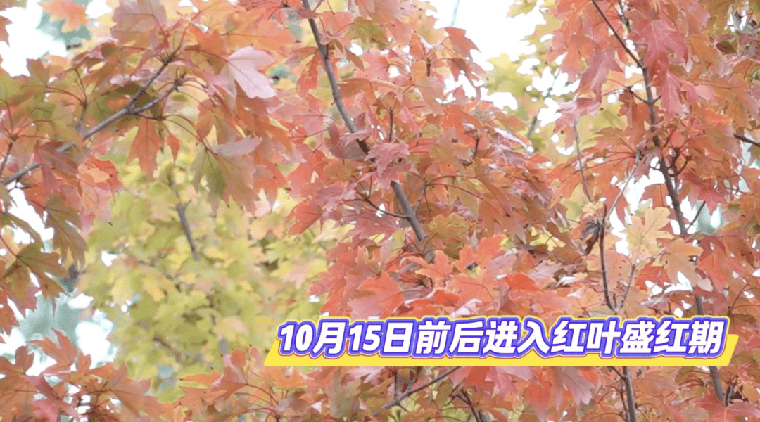 北京将迎新一轮秋雨<strong></p>
<p>抹茶交易所</strong>，赏红期预告来了！