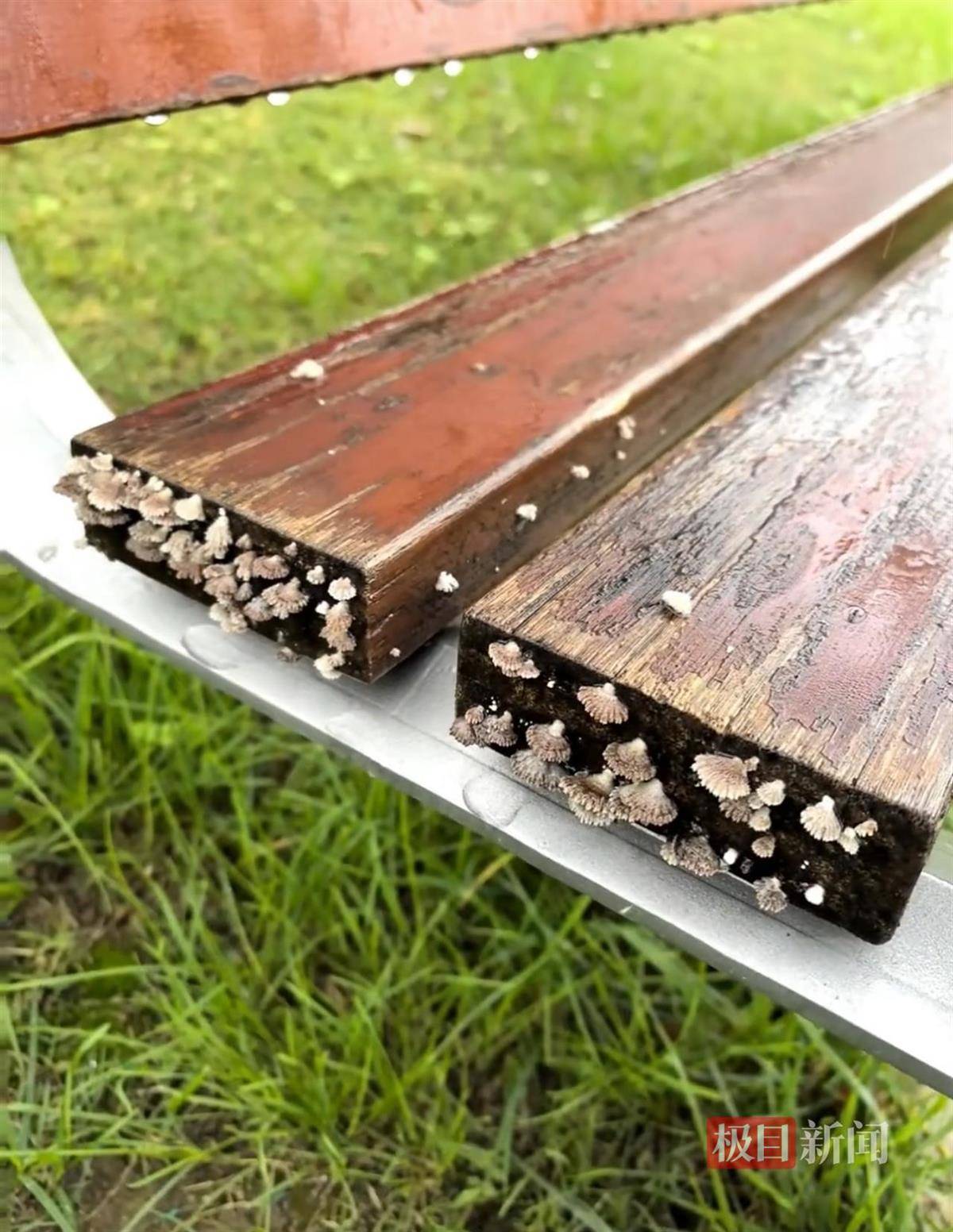 西安连续一个多月降雨遍地长蘑菇<strong></p>
<p>抹茶交易所</strong>，大雁塔受潮，城墙布满青苔，气象局解释成因