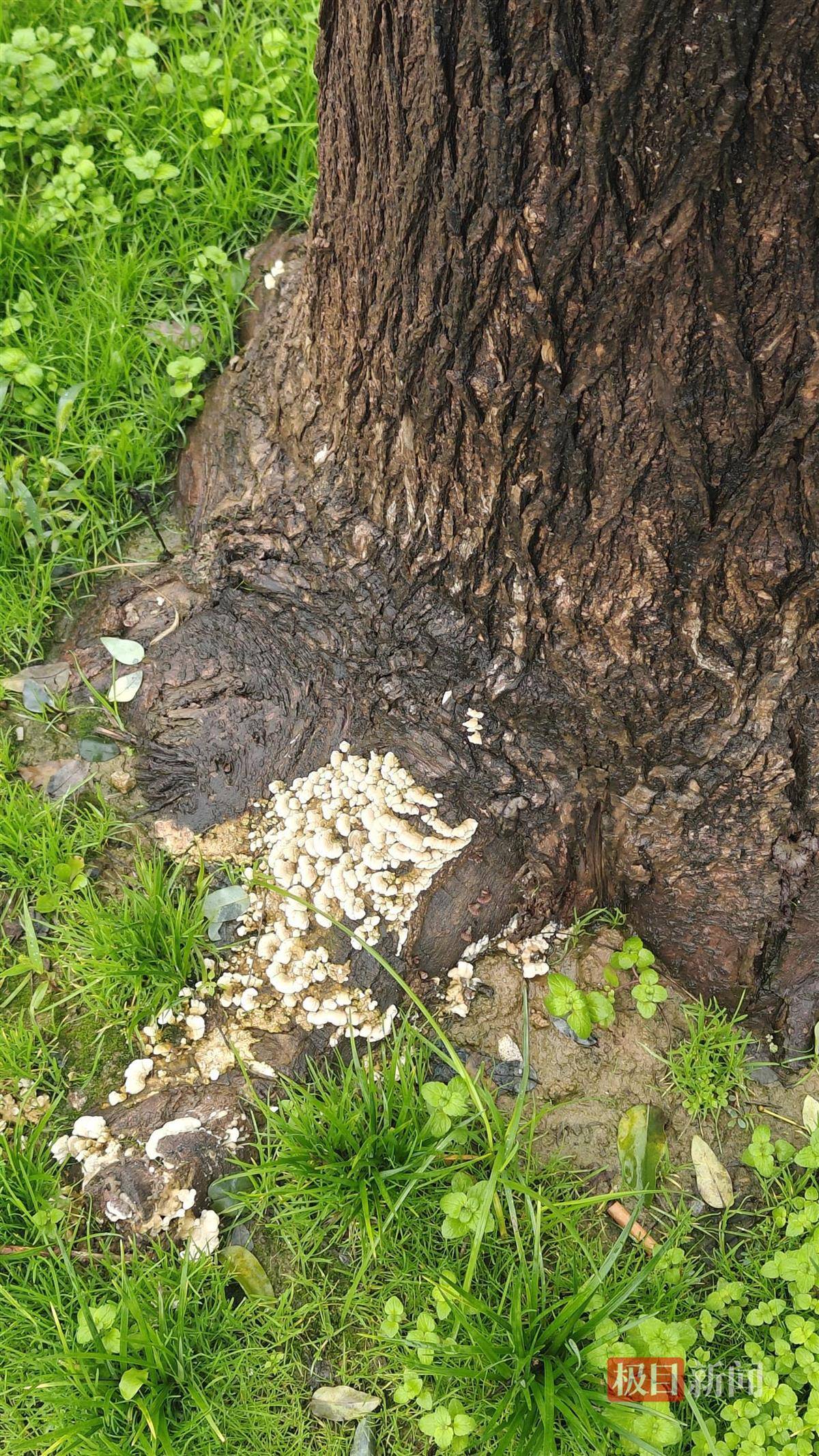 西安连续一个多月降雨遍地长蘑菇<strong></p>
<p>抹茶交易所</strong>，大雁塔受潮，城墙布满青苔，气象局解释成因