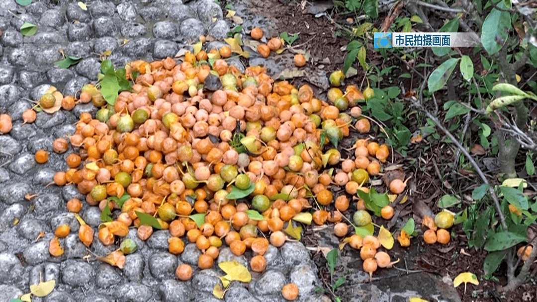 不要捡<strong></p>
<p>抹茶交易所</strong>！不要吃！昆明街头正大量出现……