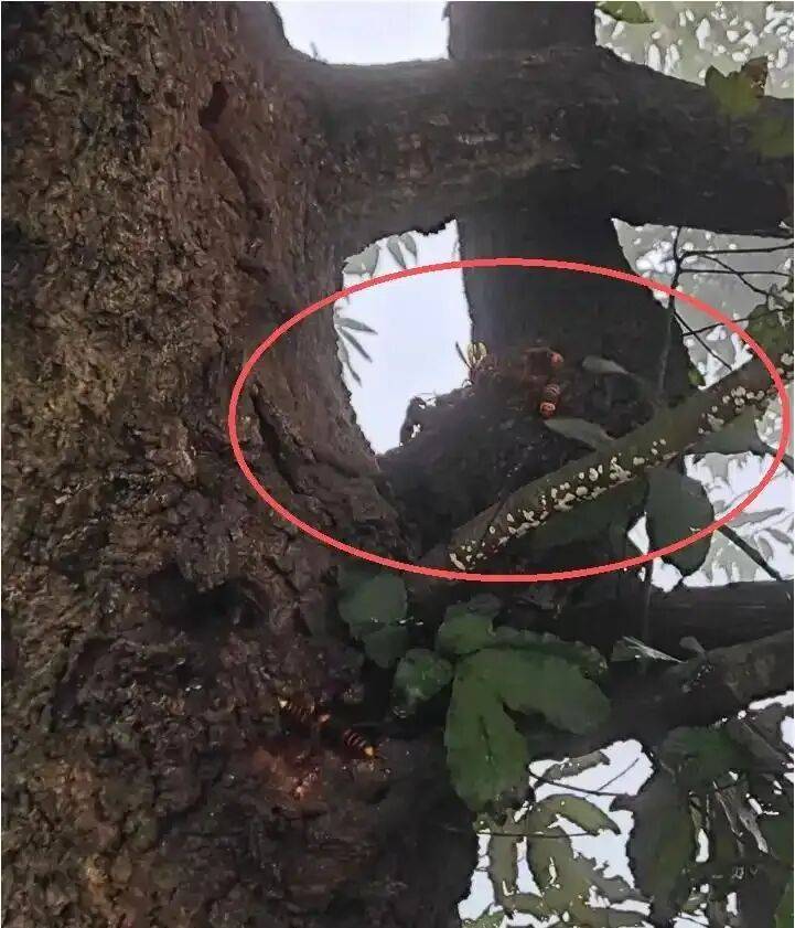 4名游客景区内遭马蜂袭击<strong></p>
<p>抹茶交易所</strong>，旅游度假区：是森林公园不卖门票，蜇伤先就医后提供证据投诉