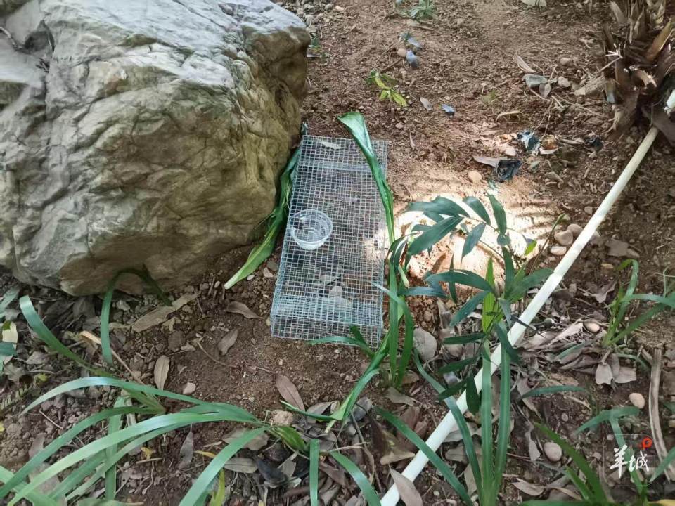 广州一小区蛇患频发：已抓超60条但未探测到蛇窝位置<strong></p>
<p>区块链</strong>，多方介入