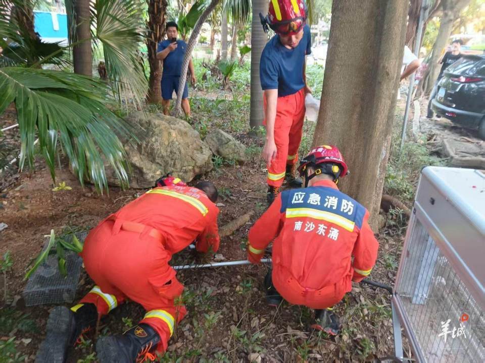 广州一小区蛇患频发：已抓超60条但未探测到蛇窝位置<strong></p>
<p>区块链</strong>，多方介入