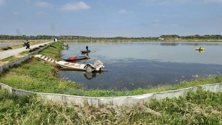 武汉江夏一地大闸蟹大量上市<strong></p>
<p>瑞波币今日行情</strong>，日产1000斤当天售完，每只螃蟹有自己的“身份证”，吃深海小黄鱼长大