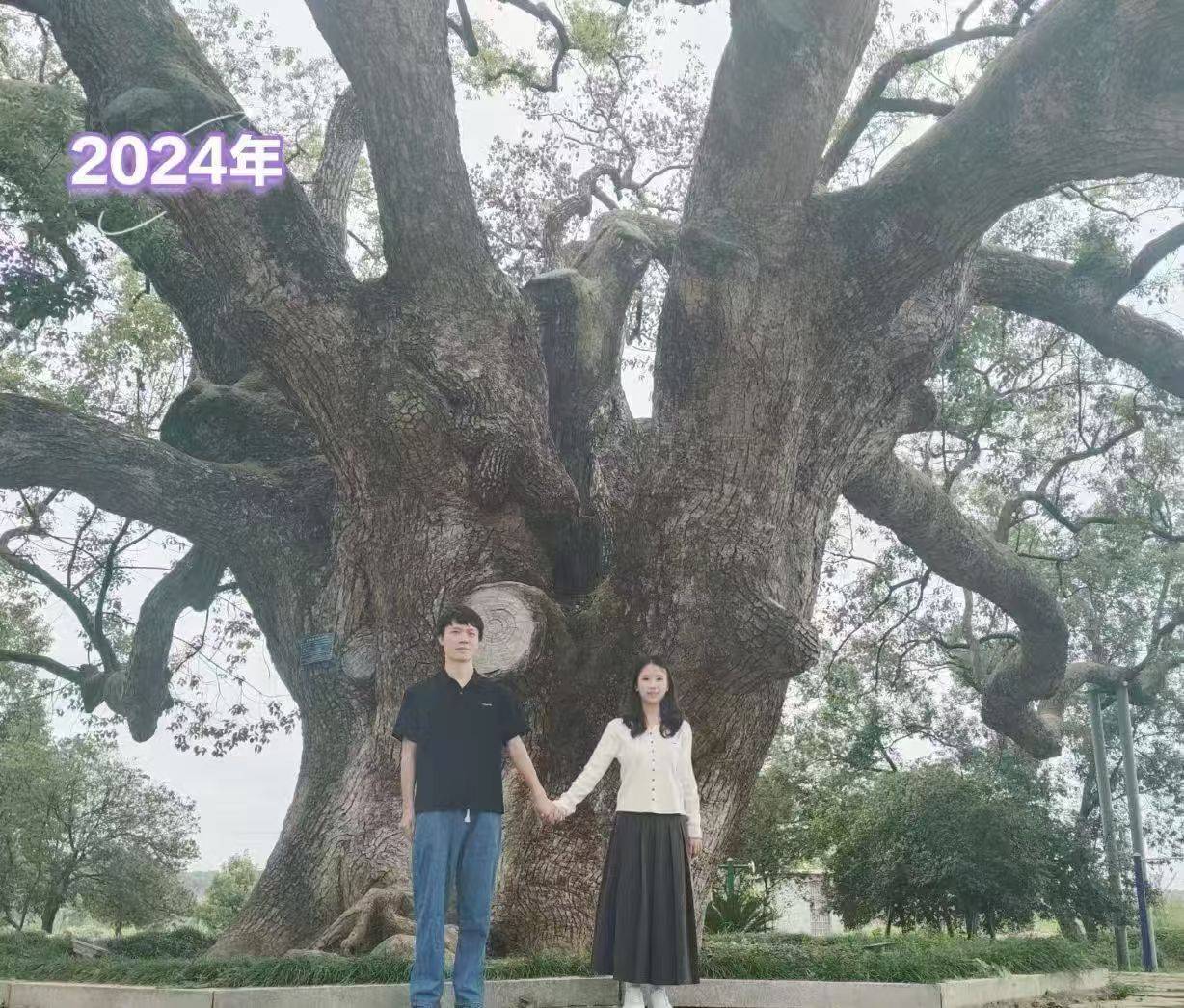 岳阳情侣连续9年在家乡千年古樟树下合影<strong></p>
<p>瑞波币</strong>，今年国庆终修正果：希望爱情像古树一样长久