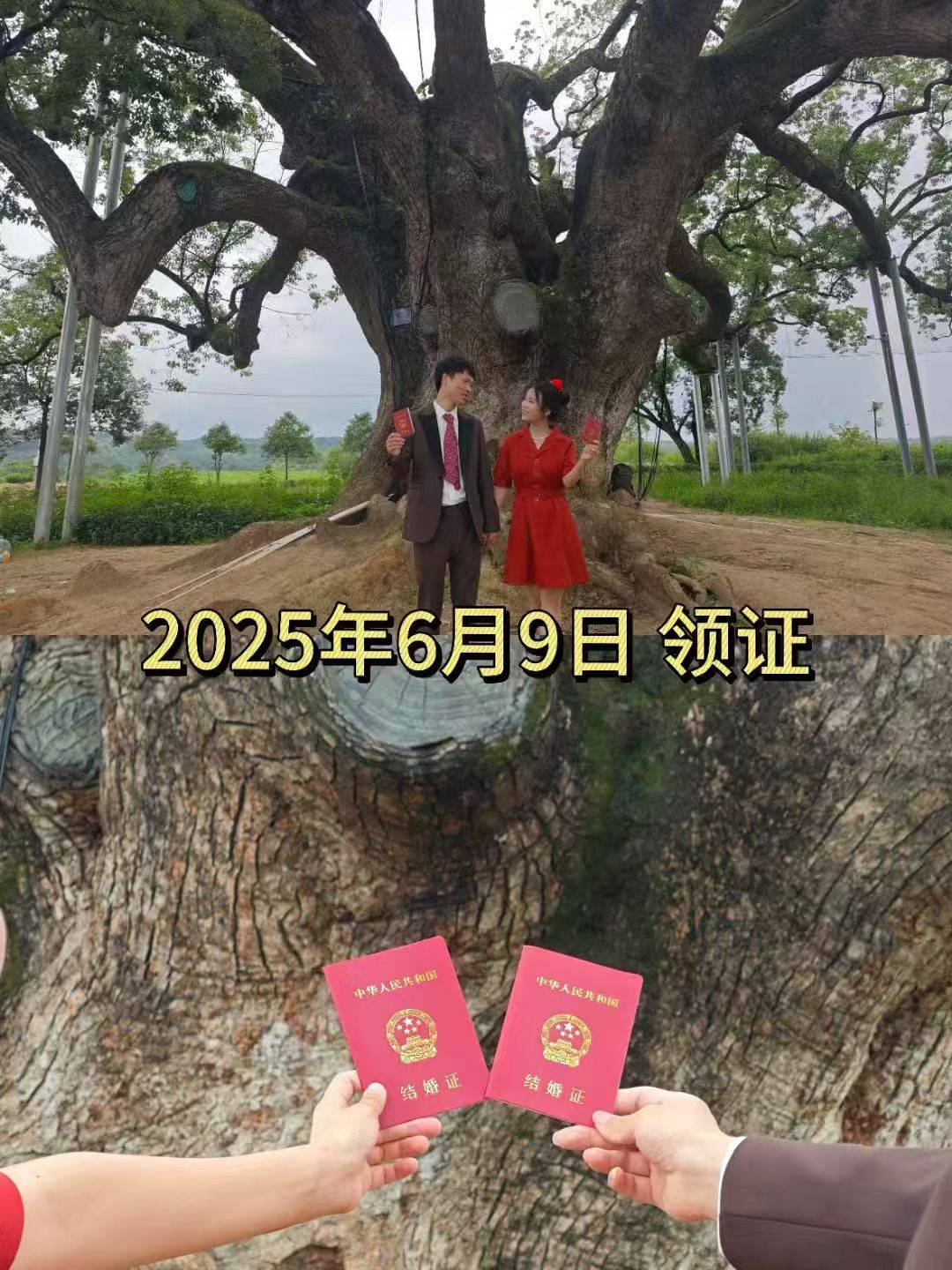 岳阳情侣连续9年在家乡千年古樟树下合影<strong></p>
<p>瑞波币</strong>，今年国庆终修正果：希望爱情像古树一样长久