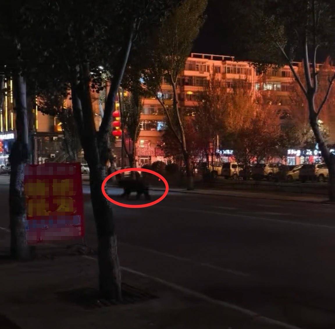 大黑熊夜里独闯黑龙江一县城闹市区<strong></p>
<p>瑞波币今日价格</strong>，警方连开10多枪击毙，回应为何没用麻醉枪