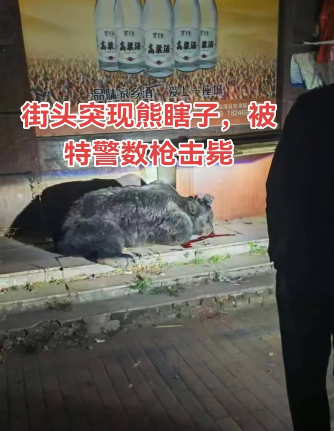 大黑熊夜里独闯黑龙江一县城闹市区<strong></p>
<p>瑞波币今日价格</strong>，警方连开10多枪击毙，回应为何没用麻醉枪
