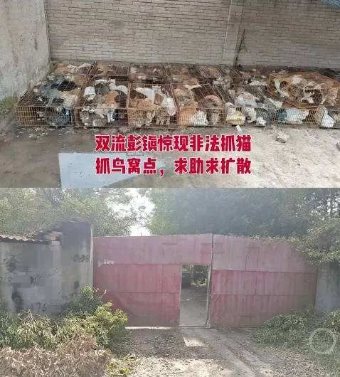 “成都一空置房非法囤猫”？官方通报：共发现被困小猫102只<strong></p>
<p>瑞波币价格</strong>，未发现虐猫行为