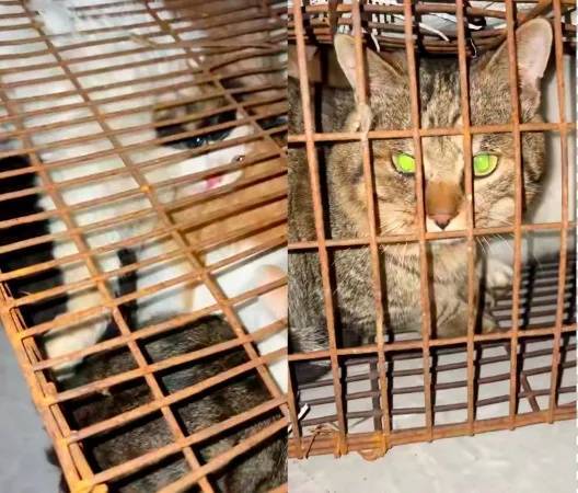 “成都一空置房非法囤猫”？官方通报：共发现被困小猫102只<strong></p>
<p>瑞波币价格</strong>，未发现虐猫行为