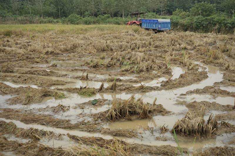 阴雨50天<strong></p>
<p>泰达币今日价格</strong>,他用3200块救回30万斤玉米