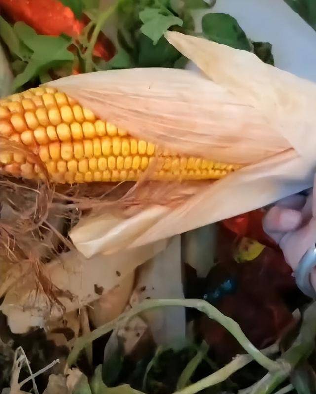 女子疑因拍亲姑姑偷玉米遭姑父棍杀<strong></p>
<p>binance官网</strong>,邻居欲报警也遇害