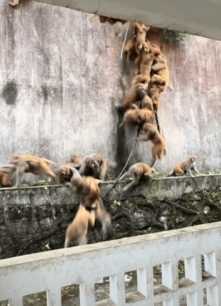 贵阳黔灵山下起“猴子雨”?当地称属猴群正常活动<strong></p>
<p>Binance下载</strong>,曾发猕猴分流公告:数量远超承载力