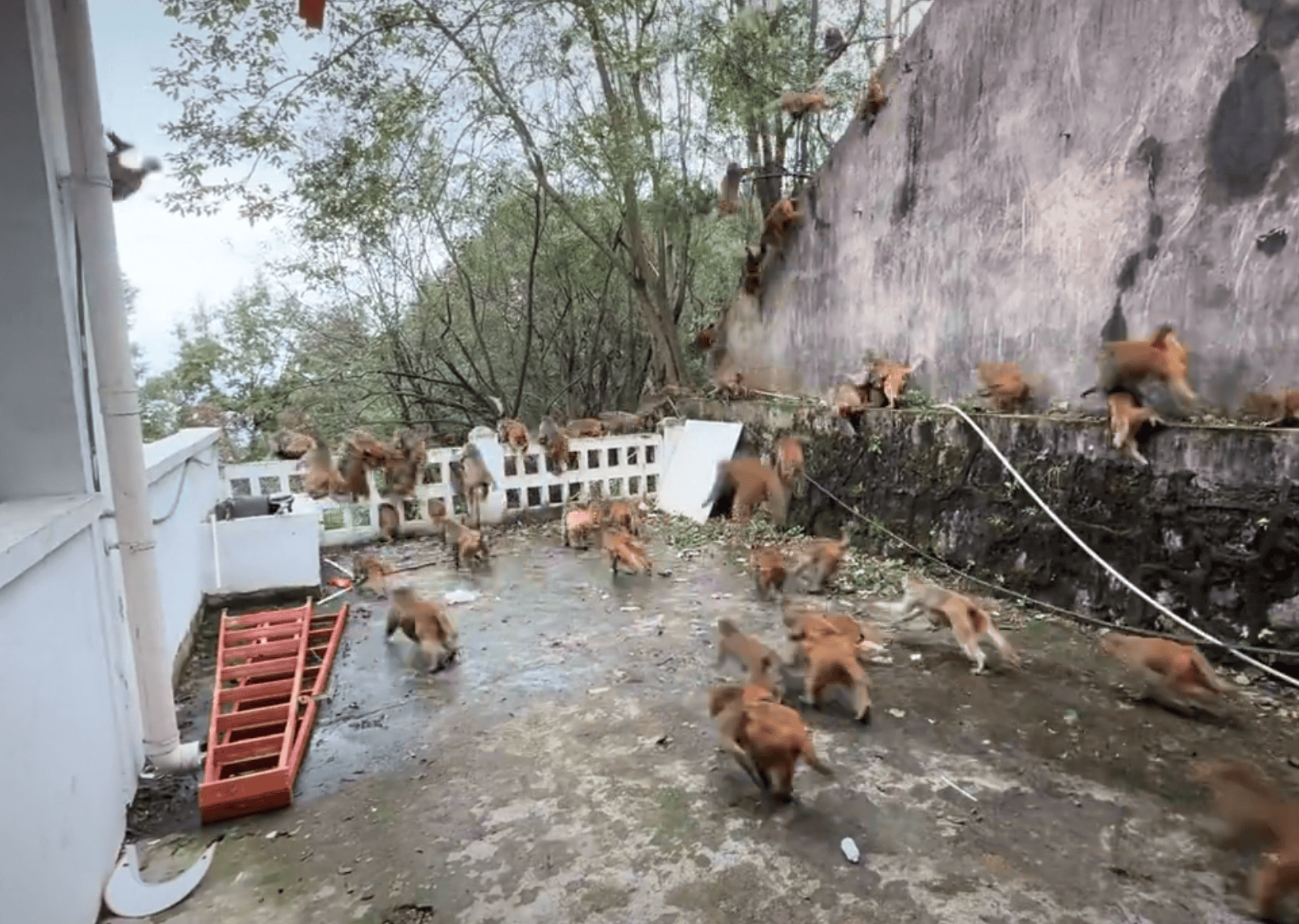 贵阳黔灵山下起“猴子雨”?当地称属猴群正常活动<strong></p>
<p>Binance下载</strong>,曾发猕猴分流公告:数量远超承载力