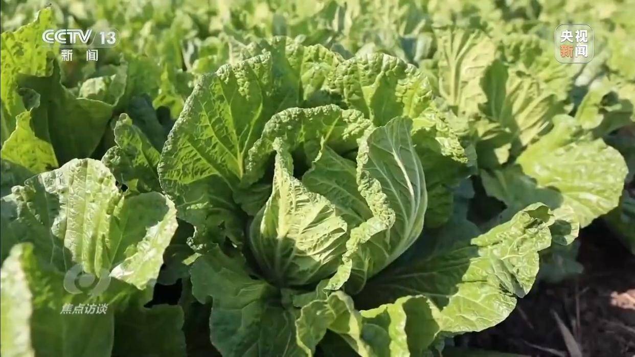 单棵售价超百元<strong></p>
<p>binance交易所</strong>，起底“套牌白菜”背后的销售套路