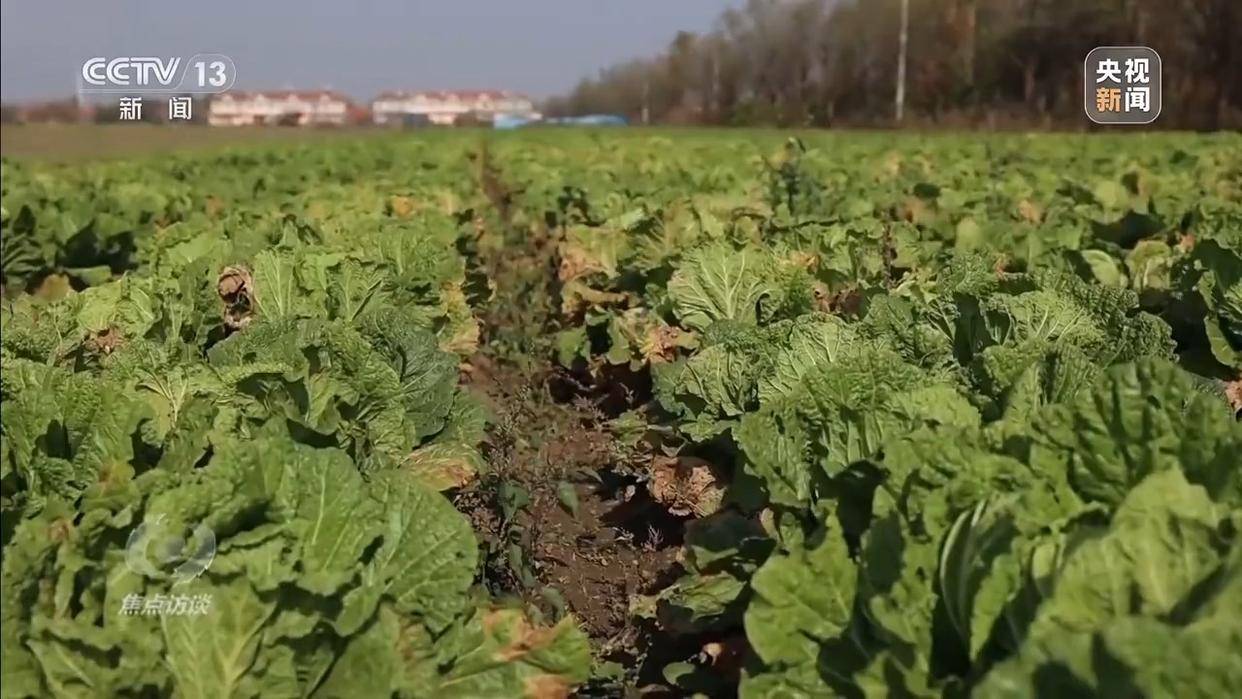 单棵售价超百元<strong></p>
<p>binance交易所</strong>，起底“套牌白菜”背后的销售套路