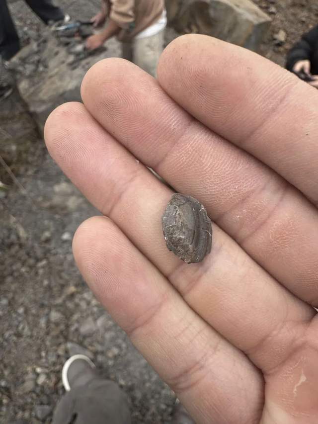 重庆多人携工具到一空地挖“化石”<strong></p>
<p>usdc币</strong>,记者目睹市民现场挖出小贝壳,官方:正在核实