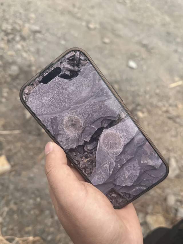 重庆多人携工具到一空地挖“化石”<strong></p>
<p>usdc币</strong>,记者目睹市民现场挖出小贝壳,官方:正在核实