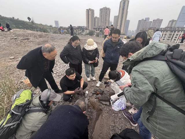 重庆多人携工具到一空地挖“化石”<strong></p>
<p>usdc币</strong>,记者目睹市民现场挖出小贝壳,官方:正在核实