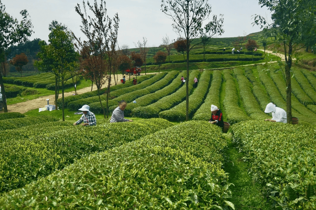 以“新”促“兴” 六盘水市茶叶协会正式成立