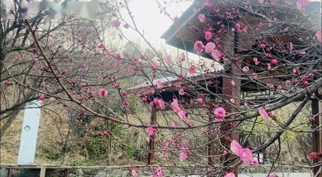 太突然！武汉正大量出现<strong></p>
<p>xmr币</strong>，不用等到春节